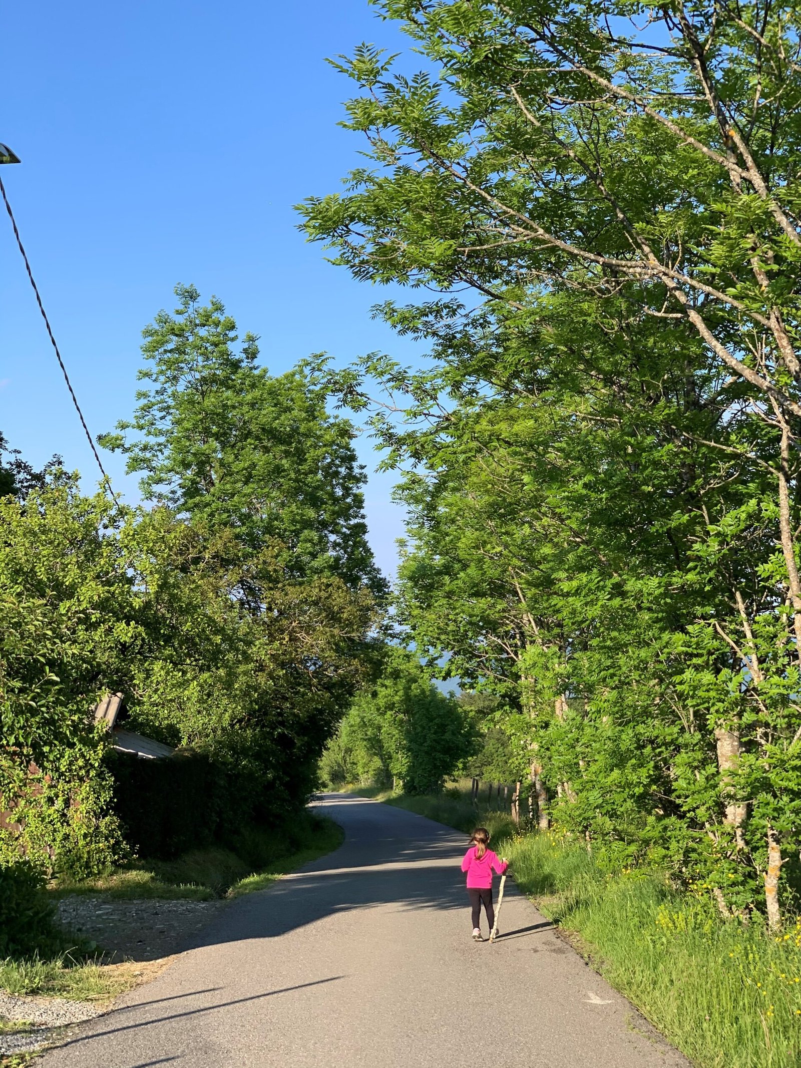 Una strada immersa nel verde